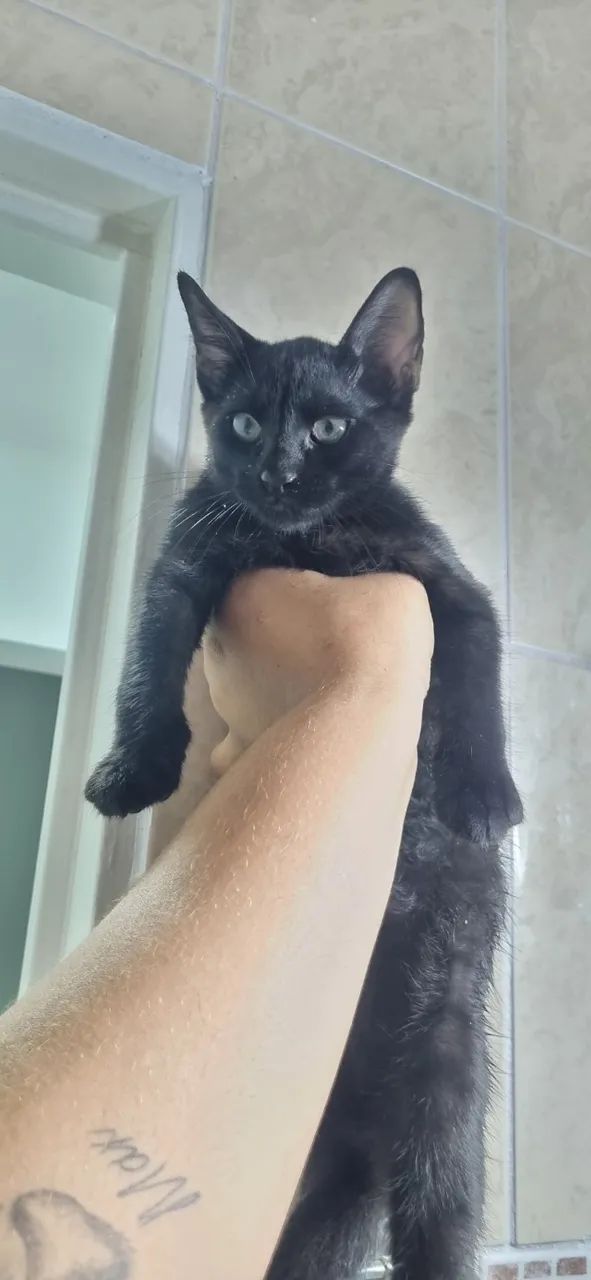 Gatinho filhote para a adoção 