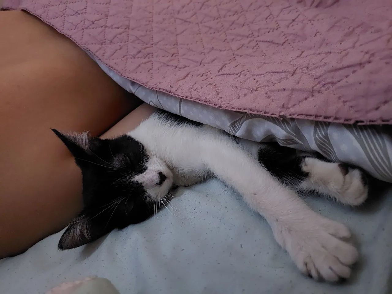 Doação de gatinha  - Foto 3
