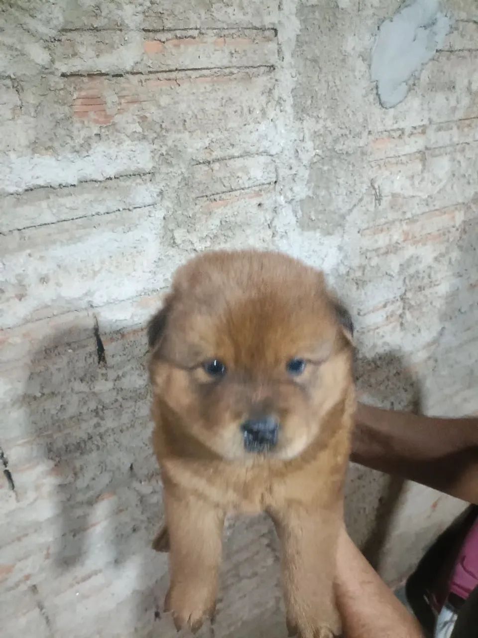 Chow Chow americano - Foto 5
