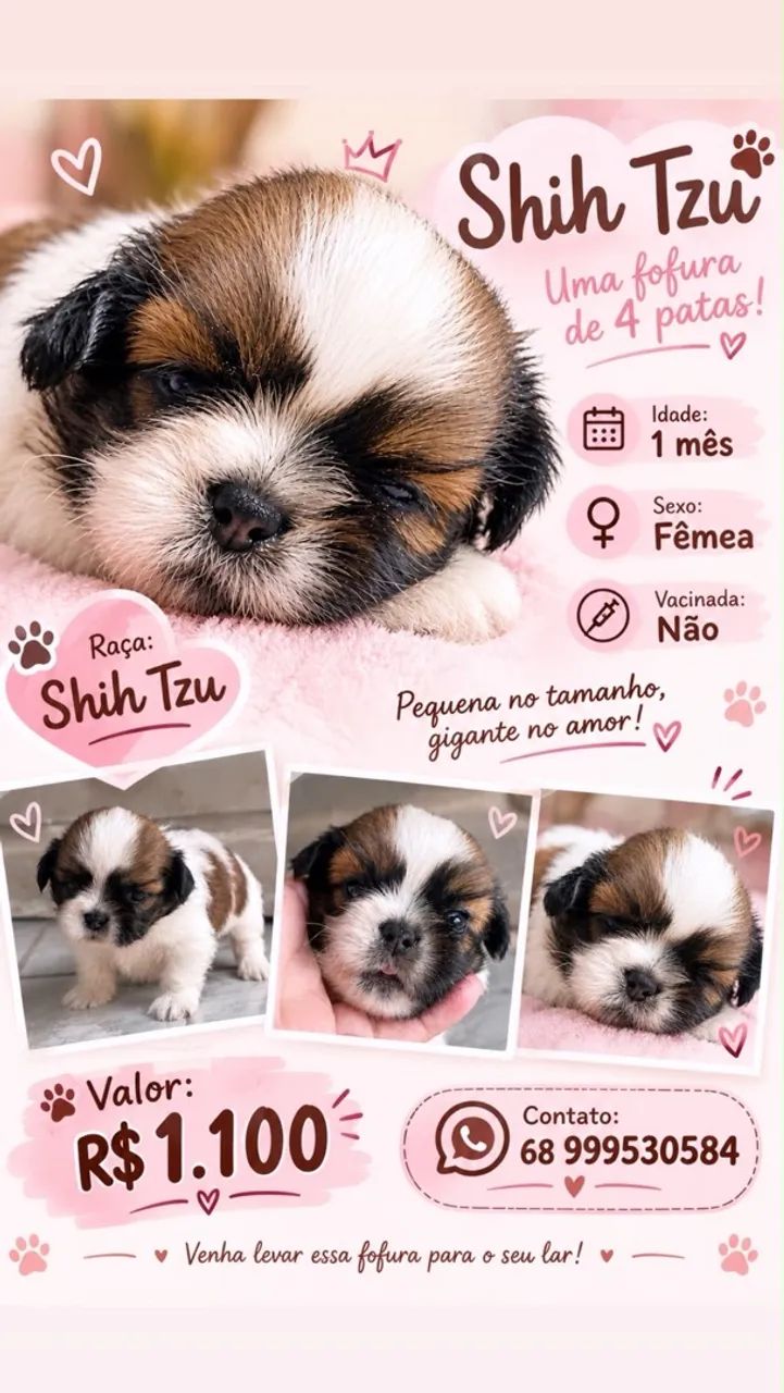 Filhotes Shih Tzu - Foto 2