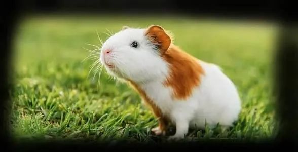 Porquinhos da india  - Foto 4