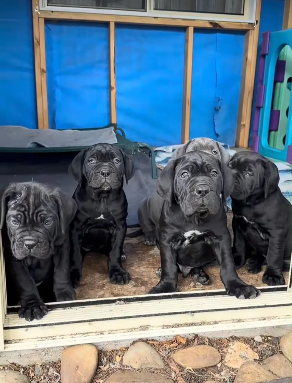 Cane corso - Foto 2