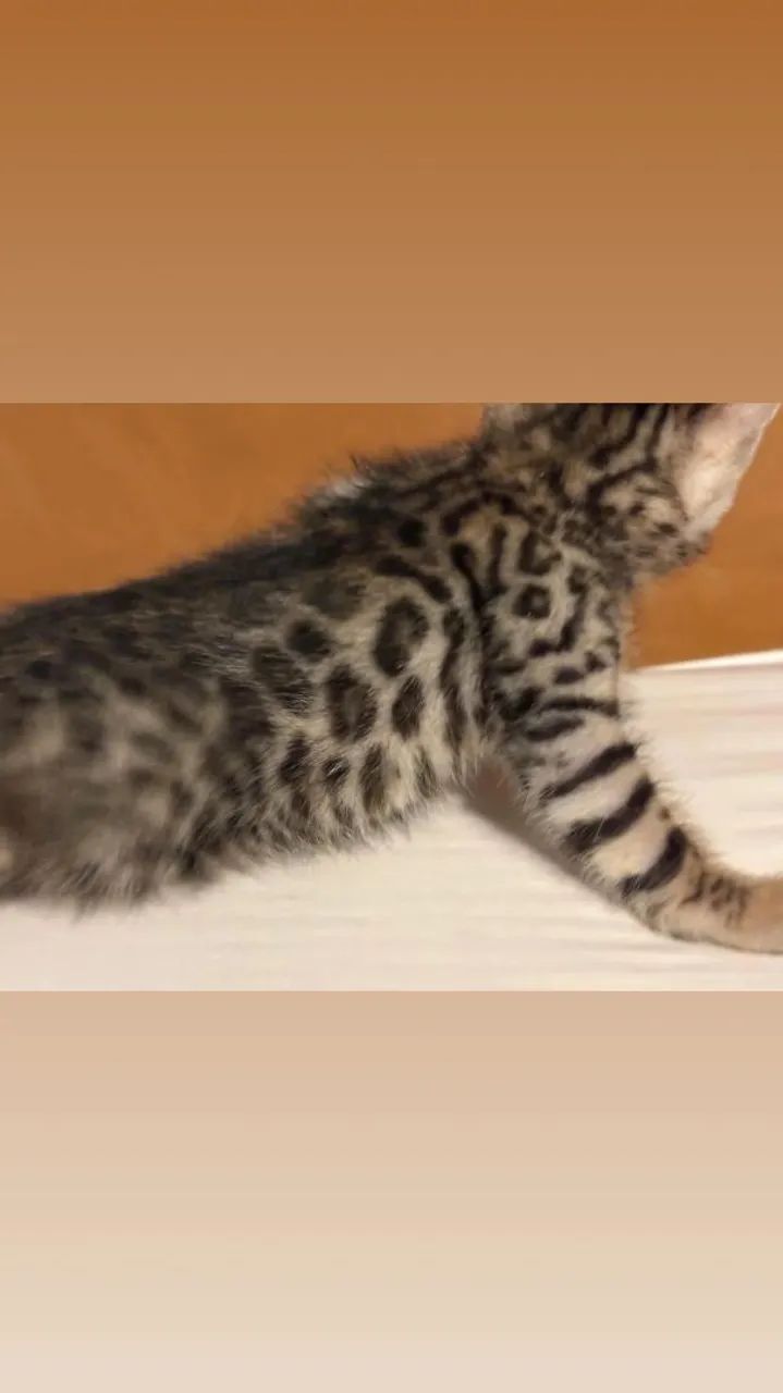 Bengal gato de bengala com PEDIGREE  - Foto 4