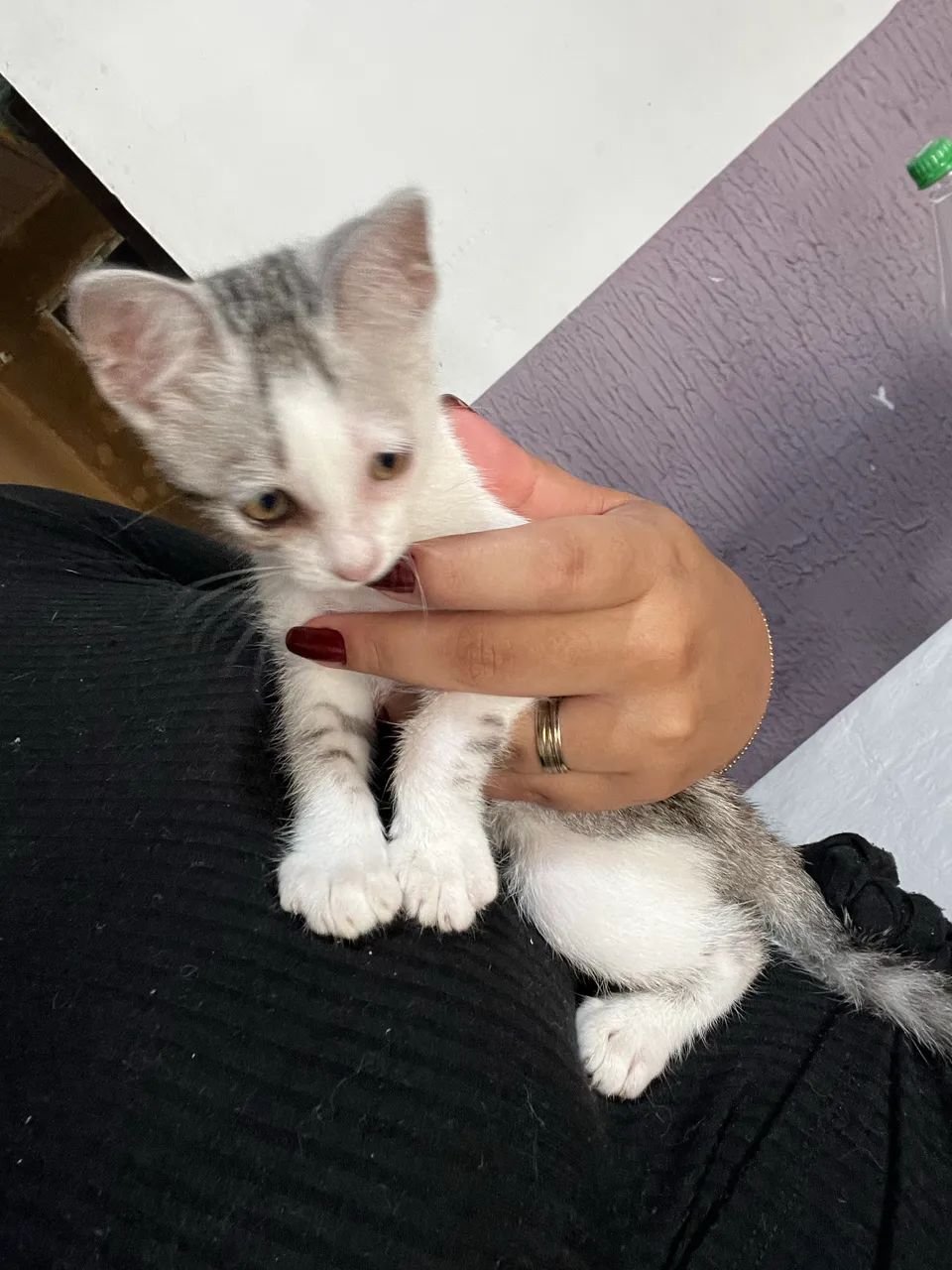 Gatinhas pra doação  - Foto 3