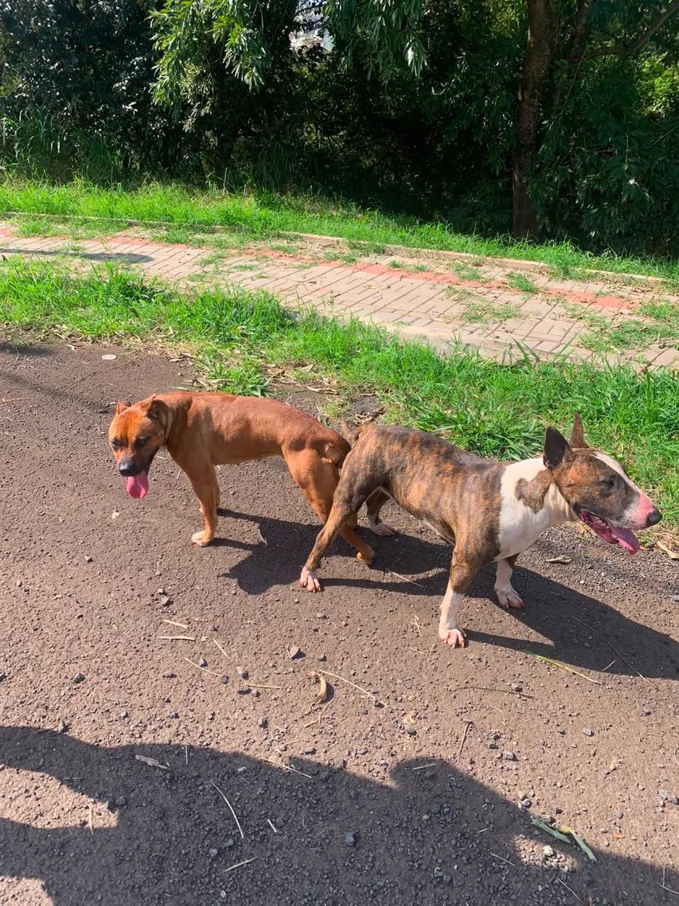 Filhotes de cães bandogs  - Foto 3