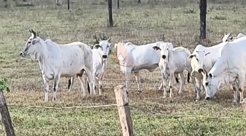 Fazenda - Natividade - Zona Rural - Foto 4