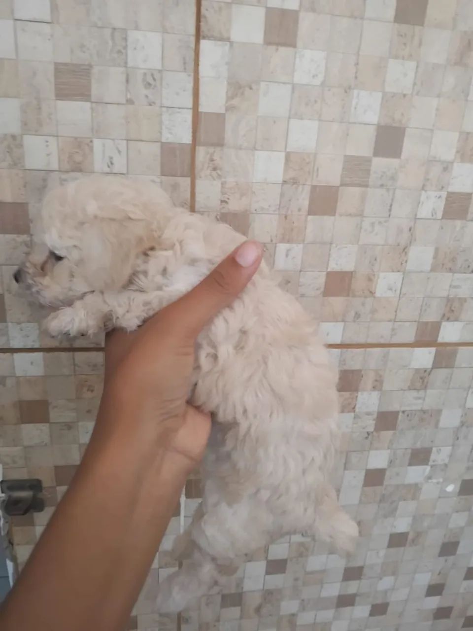 Cachorra Poodle  - Foto 5