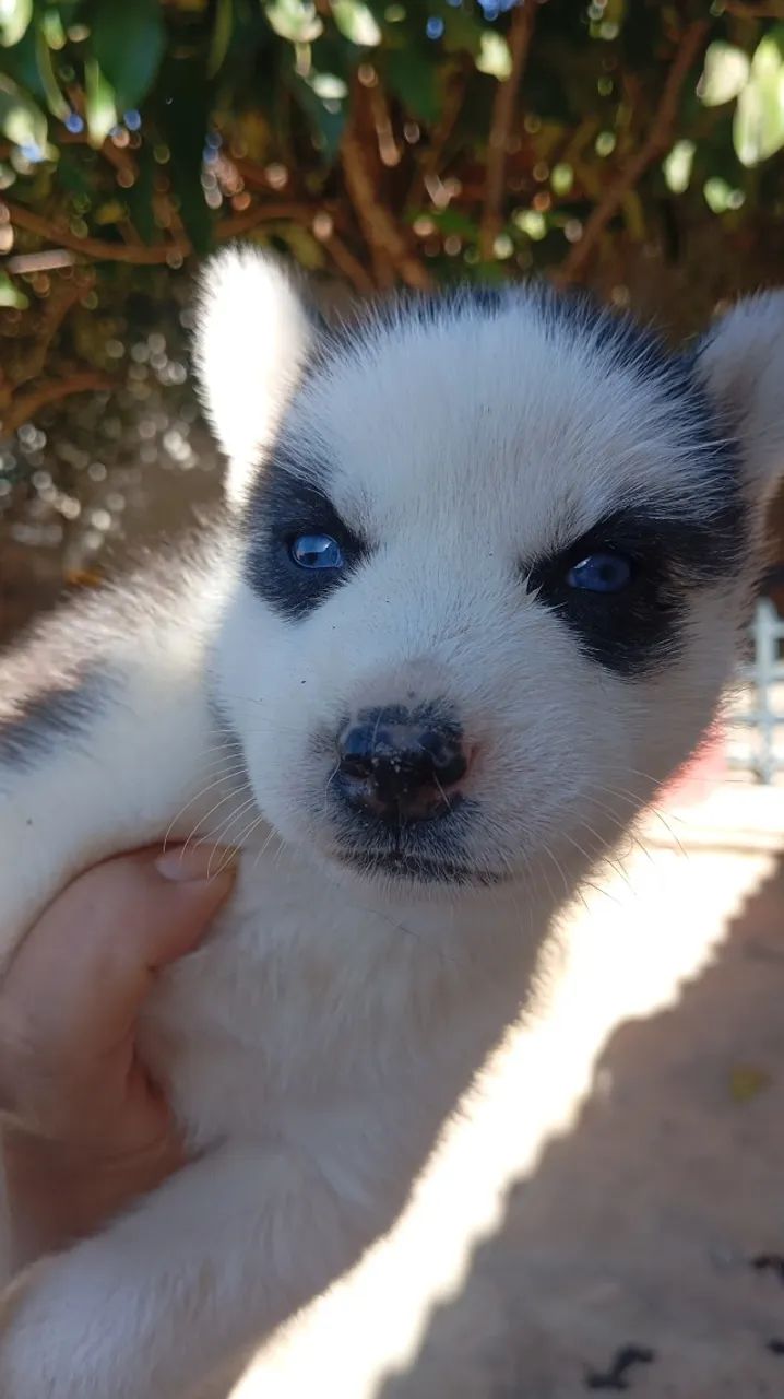 Rask siberiano VENDA