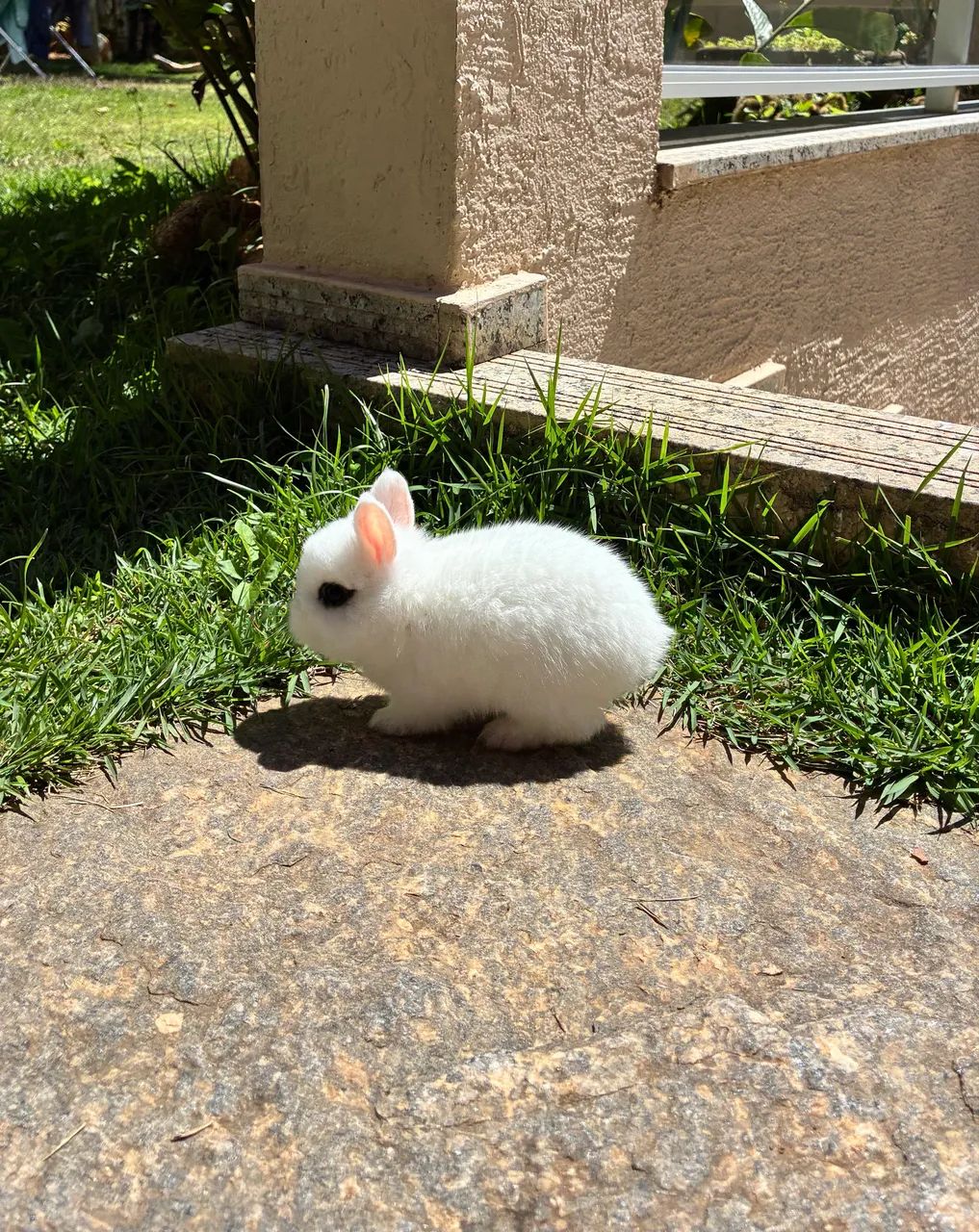 Mini coelho netherland dwarf  - Foto 2