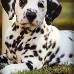 Dálmata,Dálmata Filhote Pronto Para Novo Lar