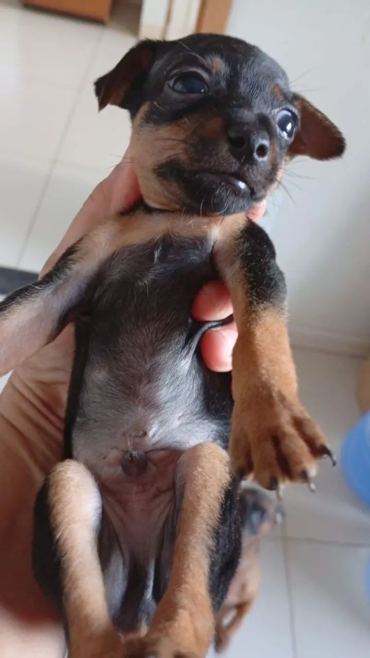 Pet - Foto 4