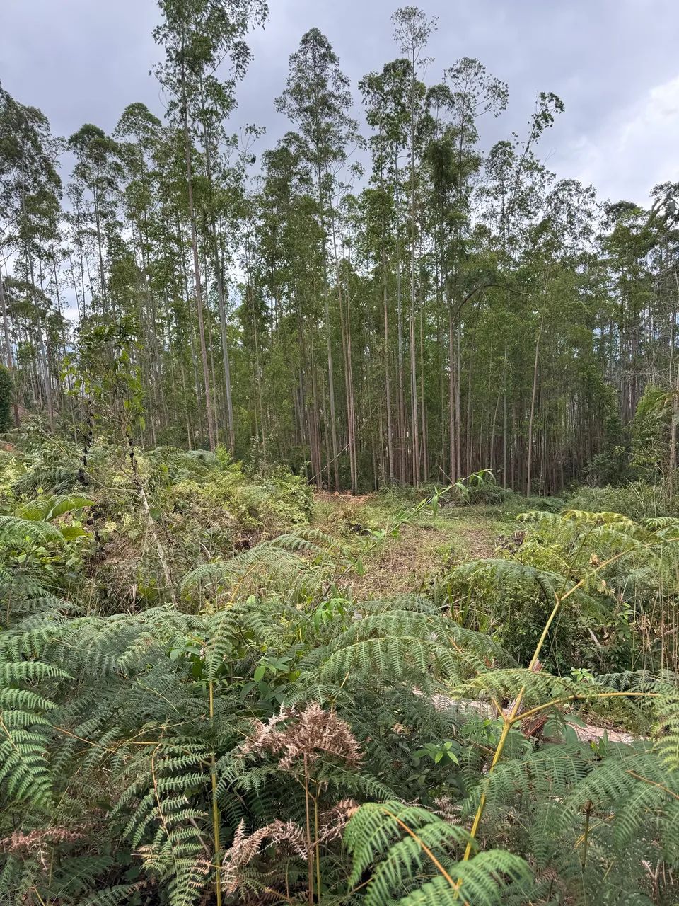 Terreno para plantio de café arábica  - Foto 5