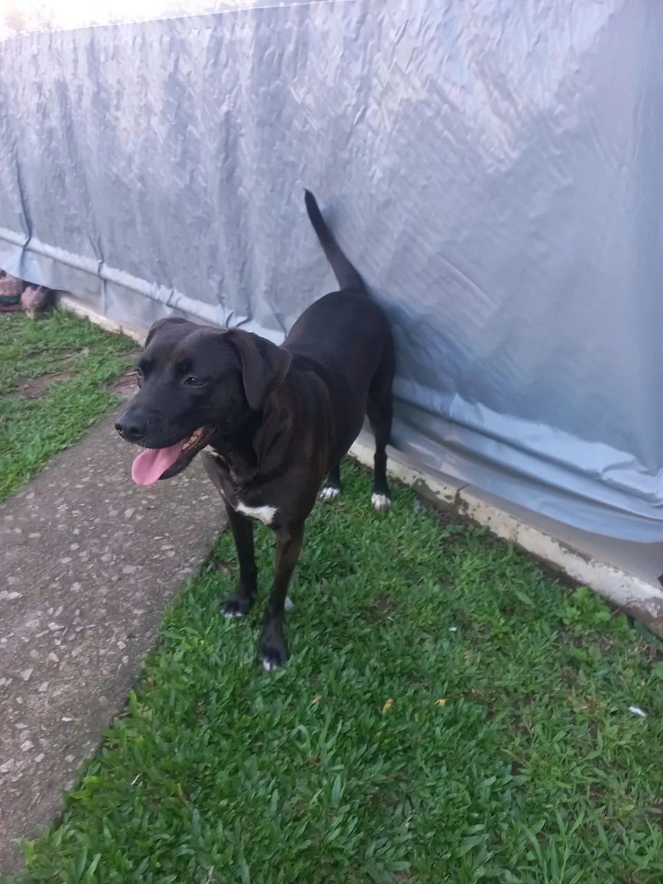 DOA-SE CACHORRINHA SUPER DOCIL - Foto 2