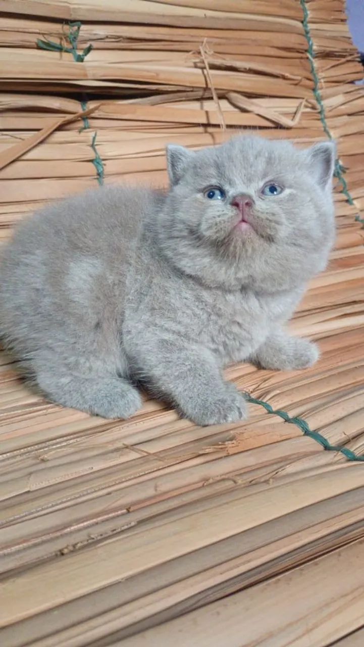 Gato briths shorther 
