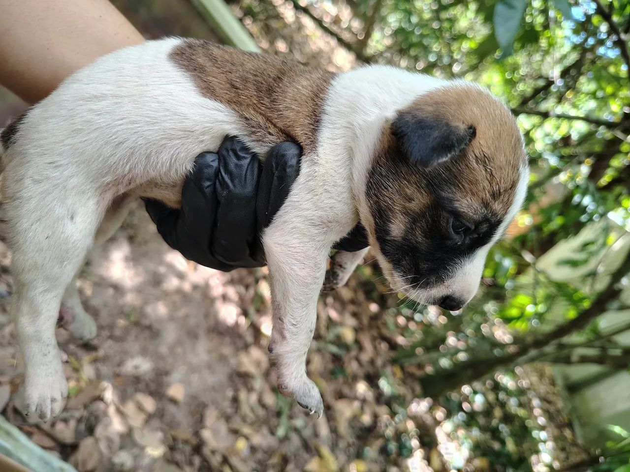 Cachorros - Foto 5