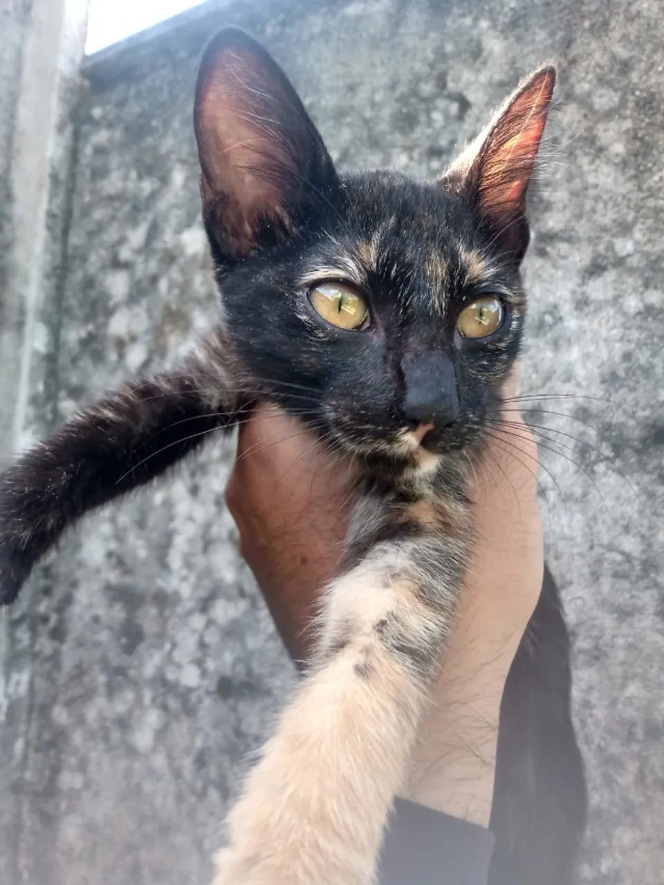 Duas gatinhas para doação - Foto 4