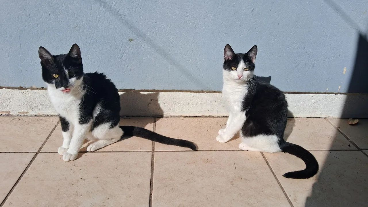 Doa-se Gatinhos ? 