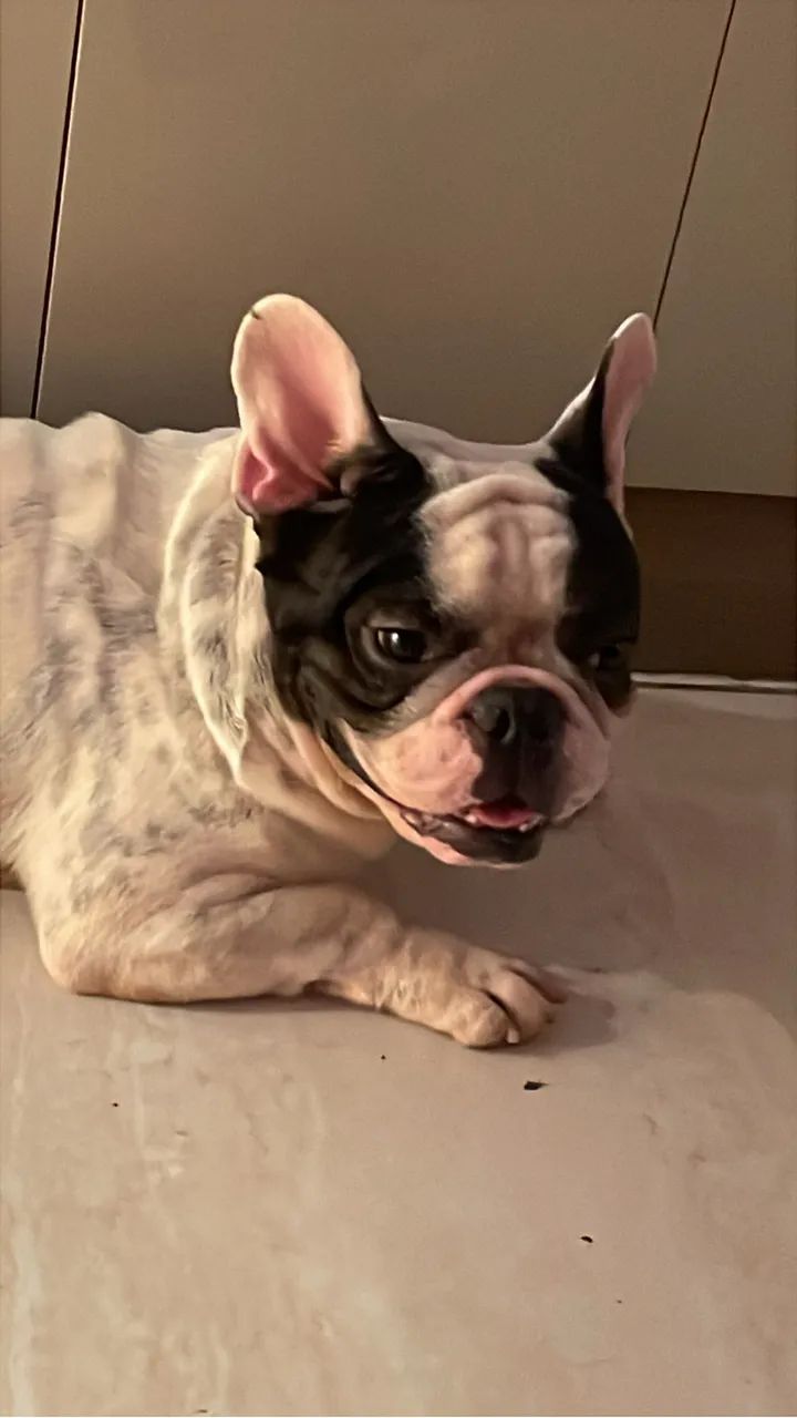 Buldogue francês para coberta 