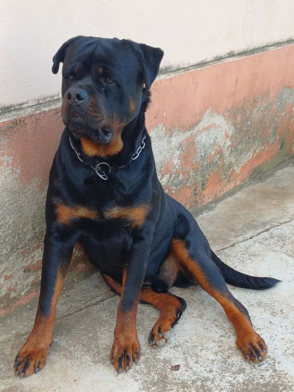 Rottweiler
