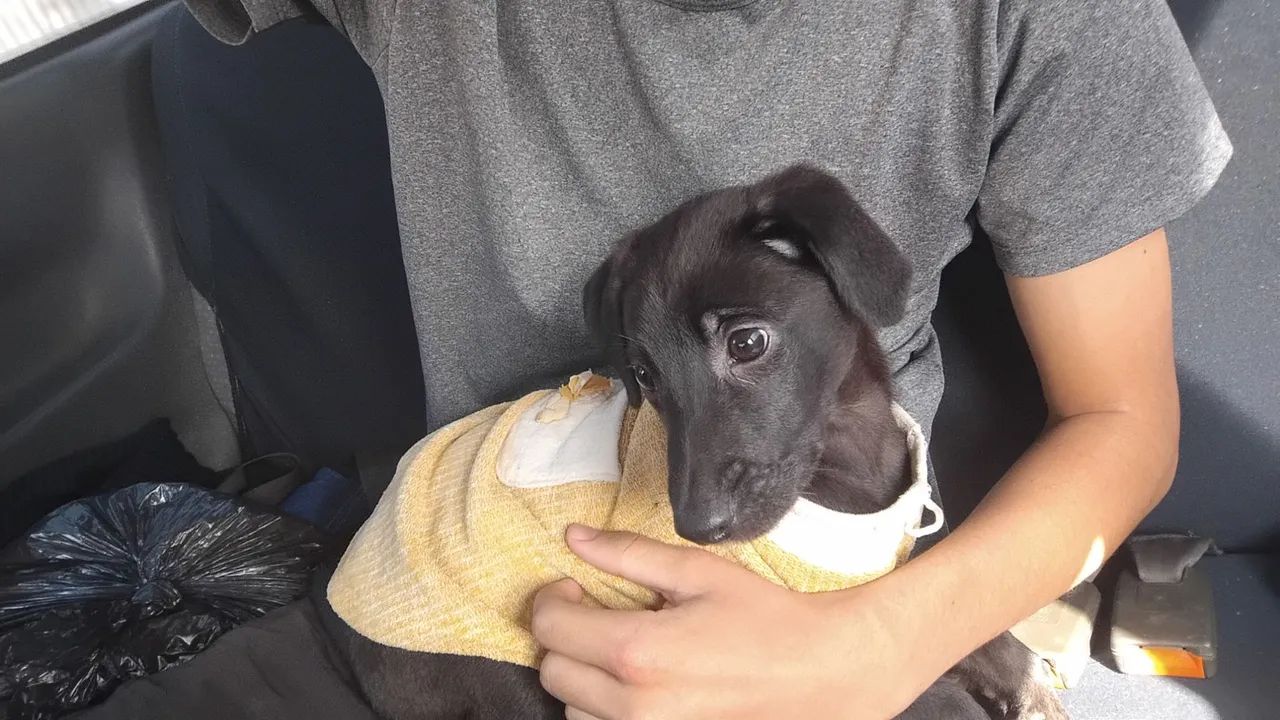 Cachorro  - Foto 4