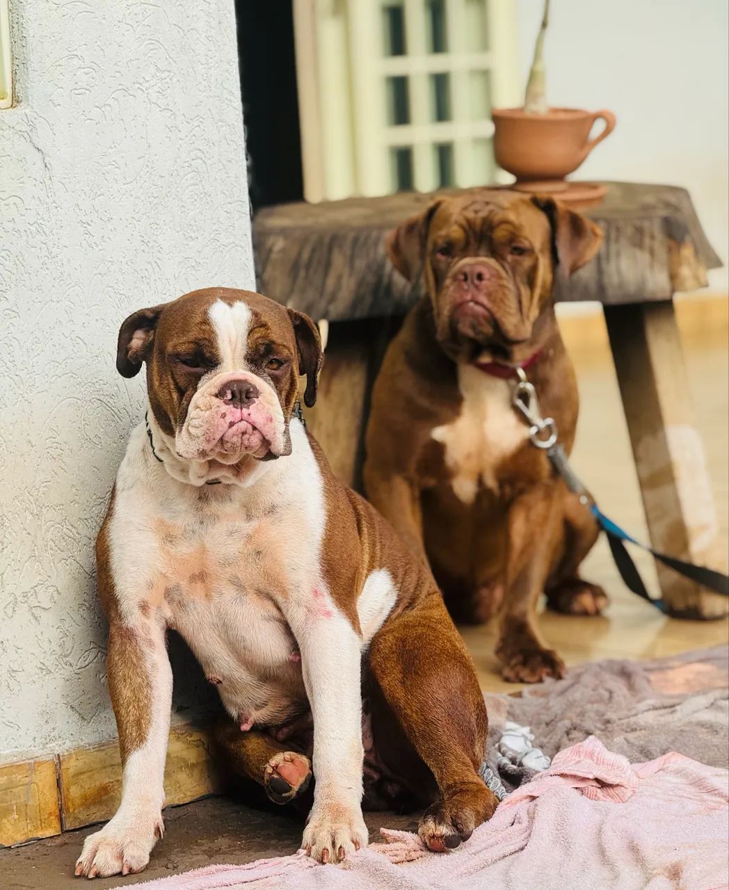 Buldogue Campeiro 