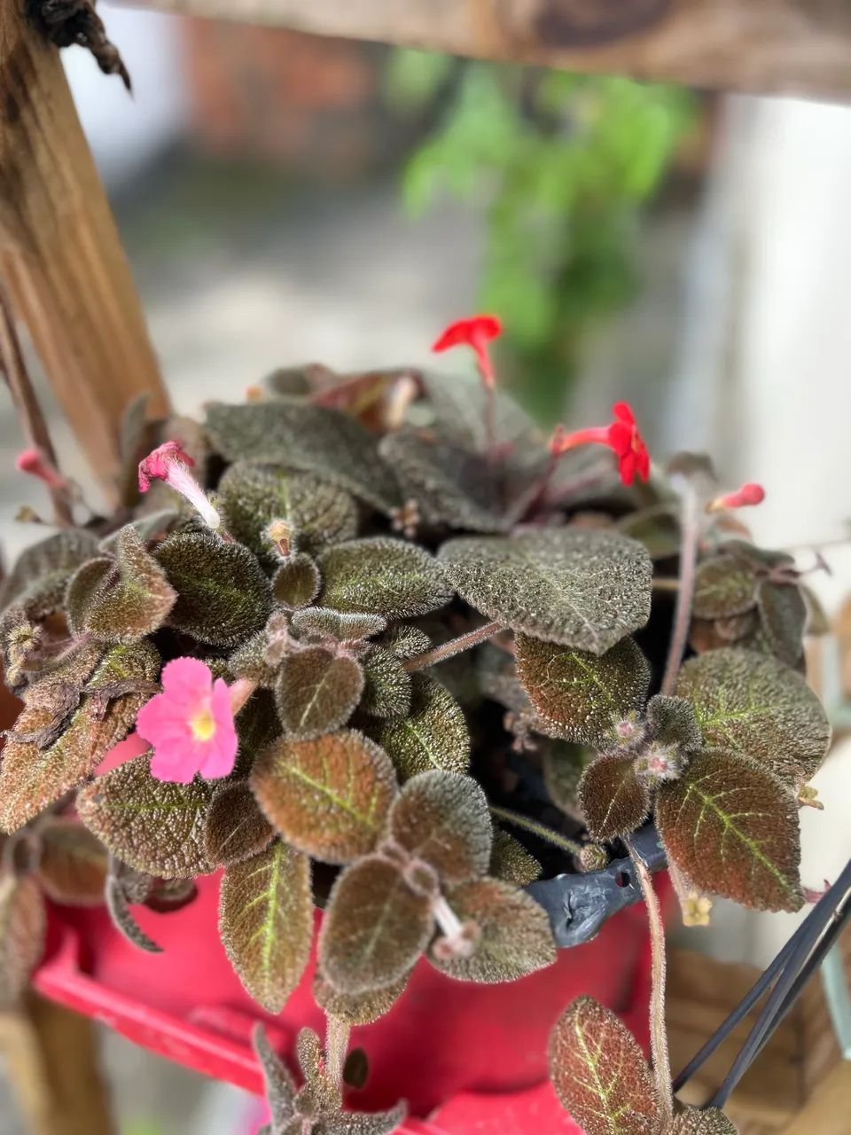Mudas de plantas por 6 reias  - Foto 2