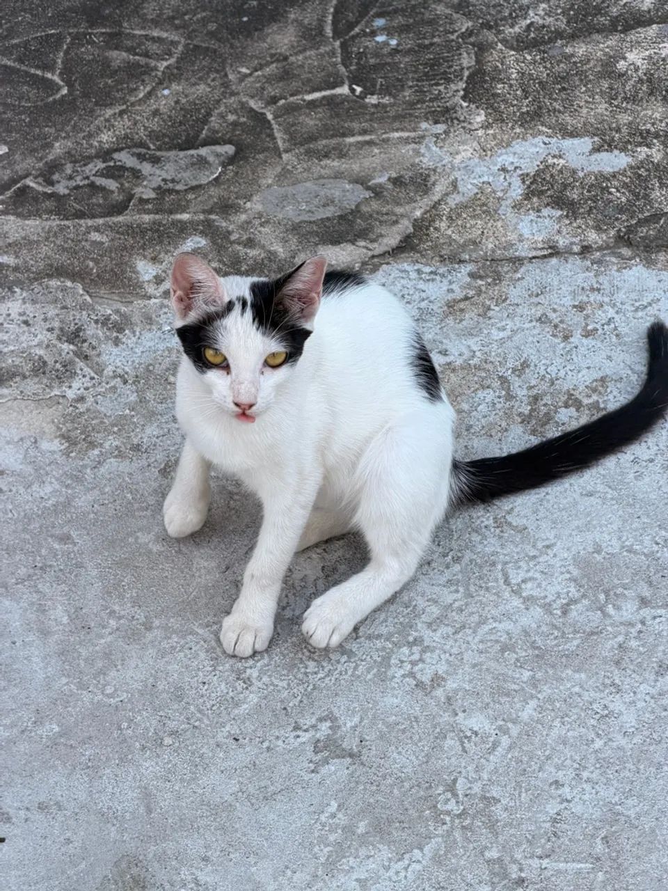 Doando gata filhote de 4 meses. - Foto 4