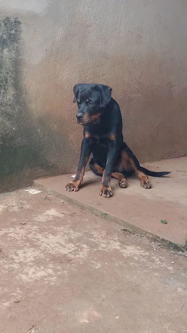 Rottweiler  - Foto 4