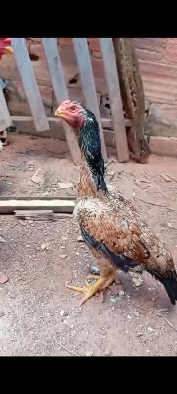 Galinha bico curto crista ferrão 