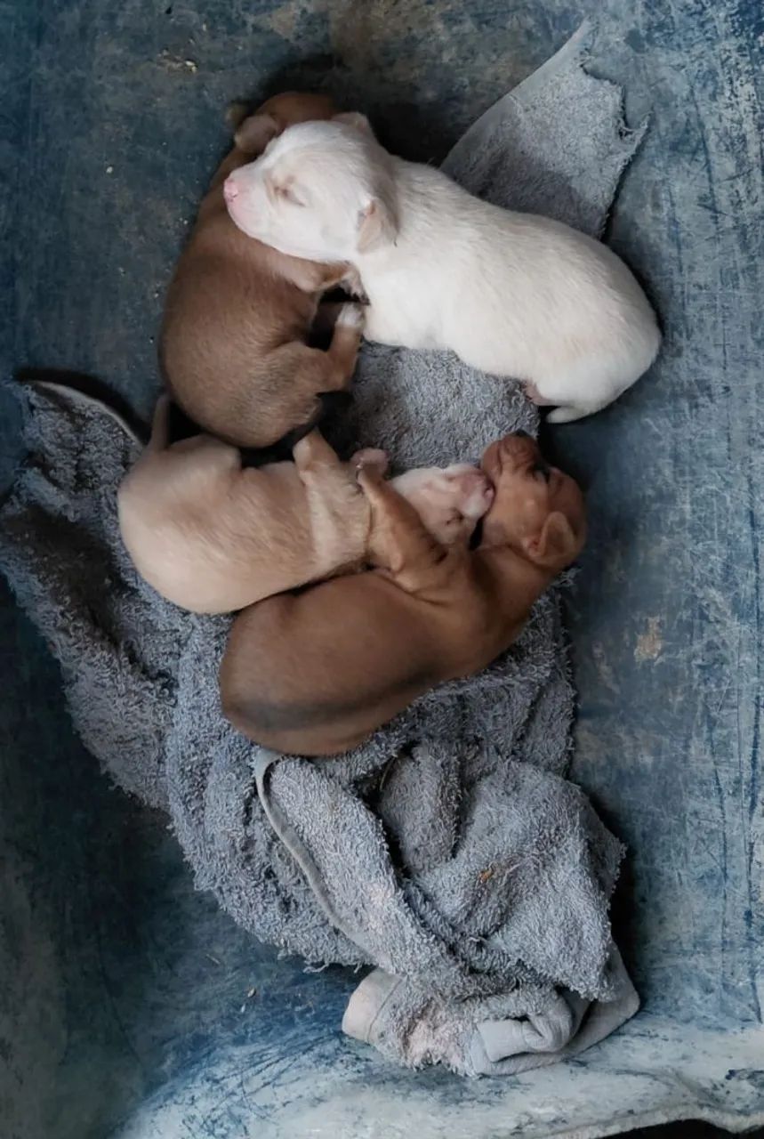 Cachorro pinscher  1  - Foto 2
