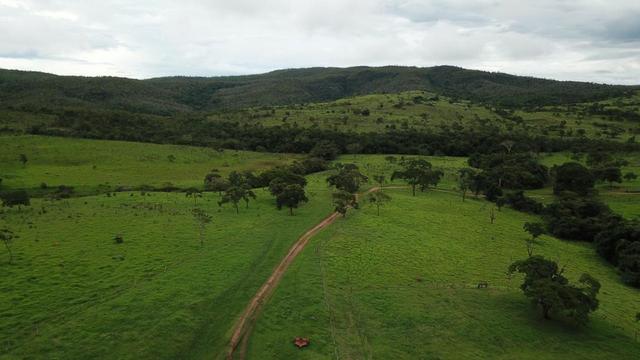 240 Alq. 160 km de Goiânia. (Gado e Soja) - Foto 3