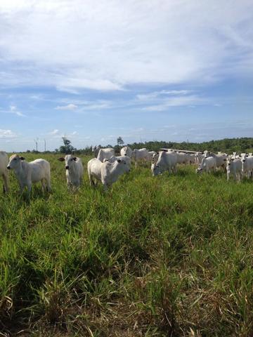 Fazenda de 606 hectares, S. Joao da Baliza De porteira fechada. ler descrição do anuncio - Foto 7