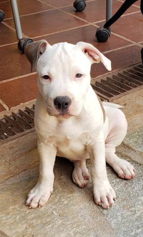 Fêmeas American Staffordshire Terrier