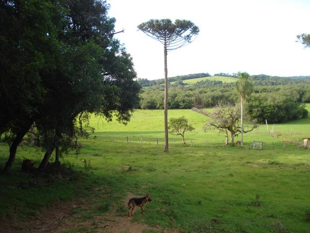 Lindo Sítio com fundos para o Rio da Várzea - Foto 13