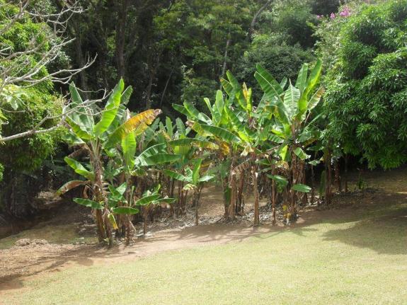 Sítio rural à venda, Campo Limpo, Teresópolis. - Foto 16
