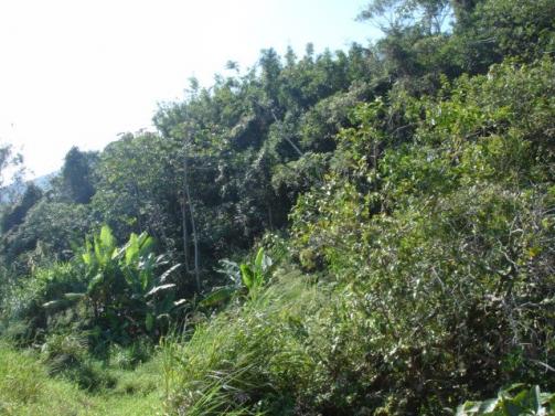 Terreno, Pântano do Sul, Florianópolis-SC - Foto 3