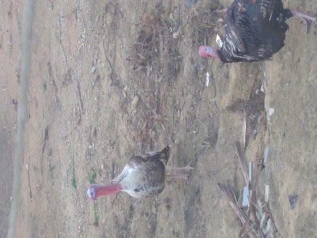 Aves