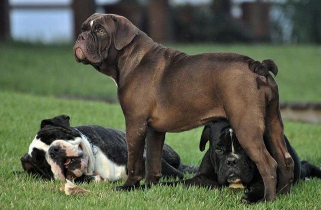 Em breve filhotes de Buldog Campeiro - Foto 2