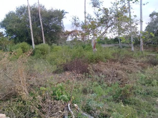 Excelente área de terra no povoado de boa hora, próximo ao parque viver tomba - Foto 15