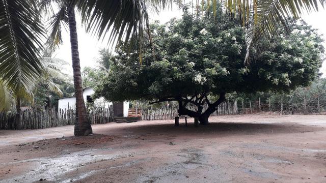 Fazenda em Conde, 45 tarefas - Foto 16