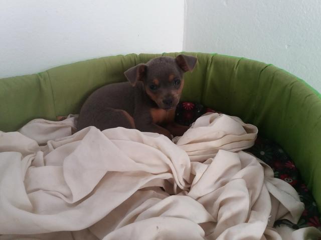 Vende-se cachorro pincher número 2 - Foto 3