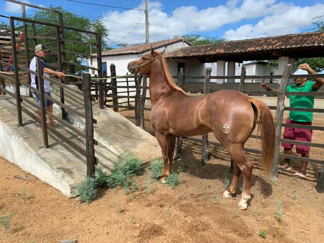 Registro de garanhão - Foto 2