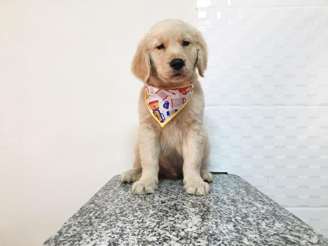 Os filhotes mais lindo do mundo Golden Retriever
