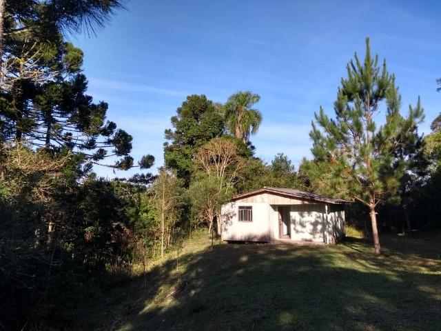 Chácara na Roça Velha - SJP/PR - Foto 4