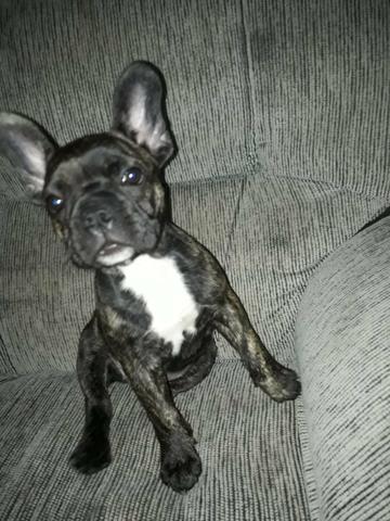 Buldogue francês *urgente
