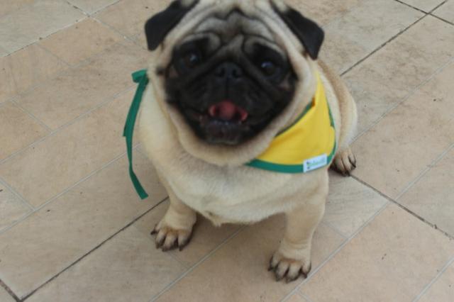 Pug plantel