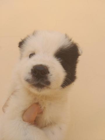 Filhotes de husky siberiano piebald - Foto 4