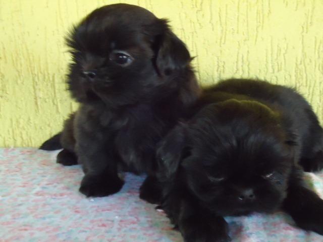 Filhotes Cães Maltês e Shi-Tzu Machinhos-2 Vacinas-Pedigree's Opç - Foto 4