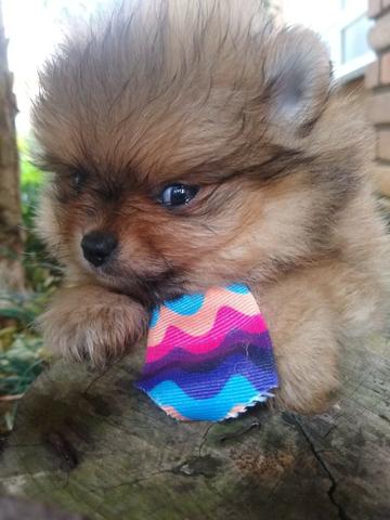 Lulu anão (Spitz alemão) - Foto 2