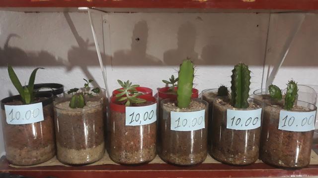 Vendo muda de cactos,palma e suculentas - Foto 2